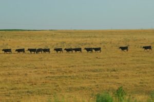 Trump's Nebraska Gamble Exposes the GOP's Rural Fault Line